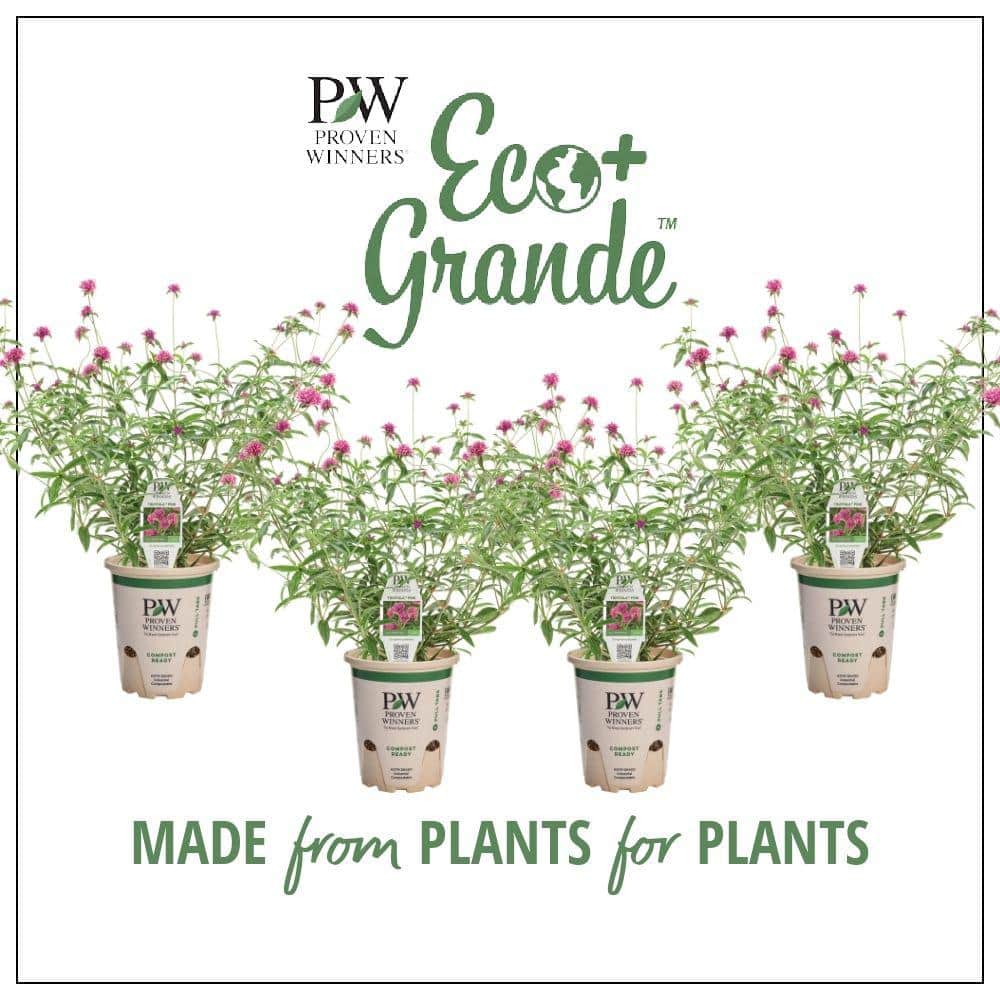 4.25 in. Eco+Grande Truffula Pink Globe Amaranth (Gomphrena) Live Plant, Pink Flowers (4-Pack) - Hercitys