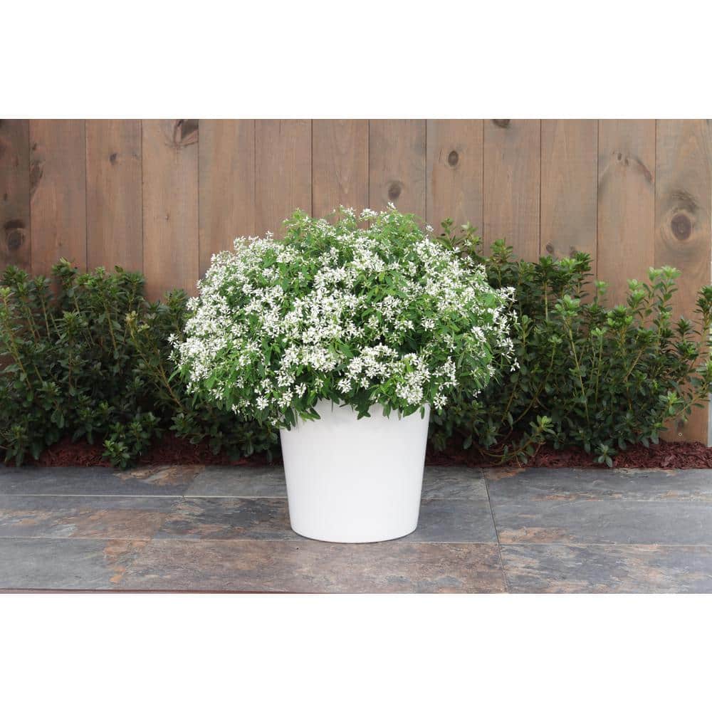 4-Pack, 4.25 in. Eco+Grande Diamond Snow (Euphorbia) Live Plant, White Double Flowers - Hercitys