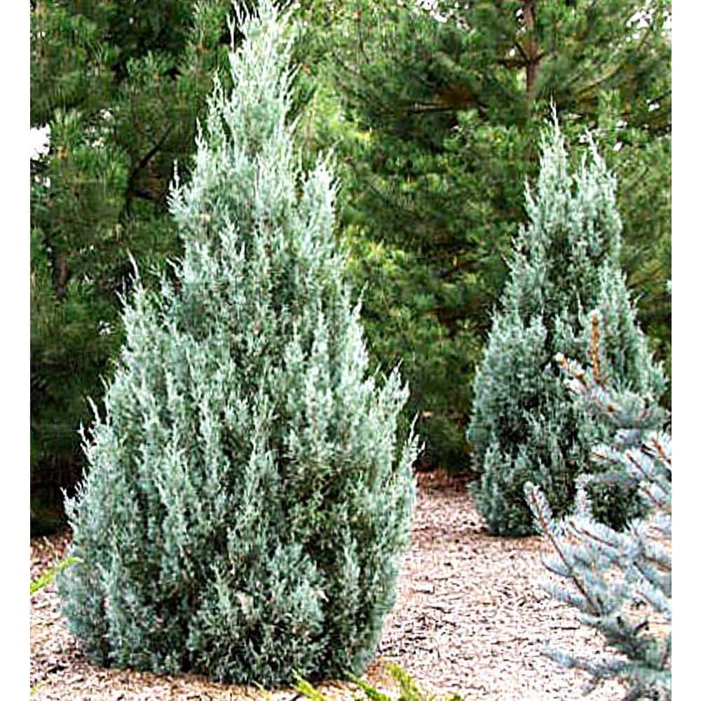 3.58 Gal. Moonglow Juniper Juniperus scopulorum ‘Moonglow’ Evergreen (1-Each) - Hercitys