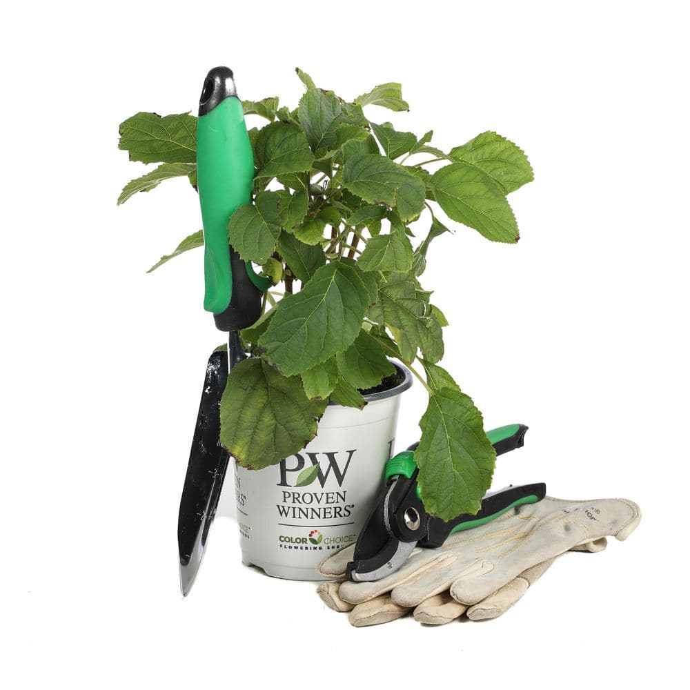 4.5 in. Qt. Incrediball Smooth Hydrangea, Live Shrub, Green to White Flowers - Hercitys