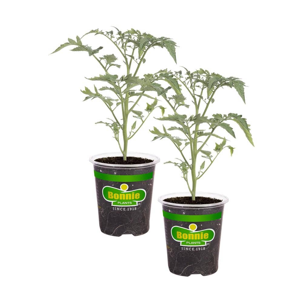 19 oz. Super Sweet 100 Tomato Plant (2-Pack) - Hercitys