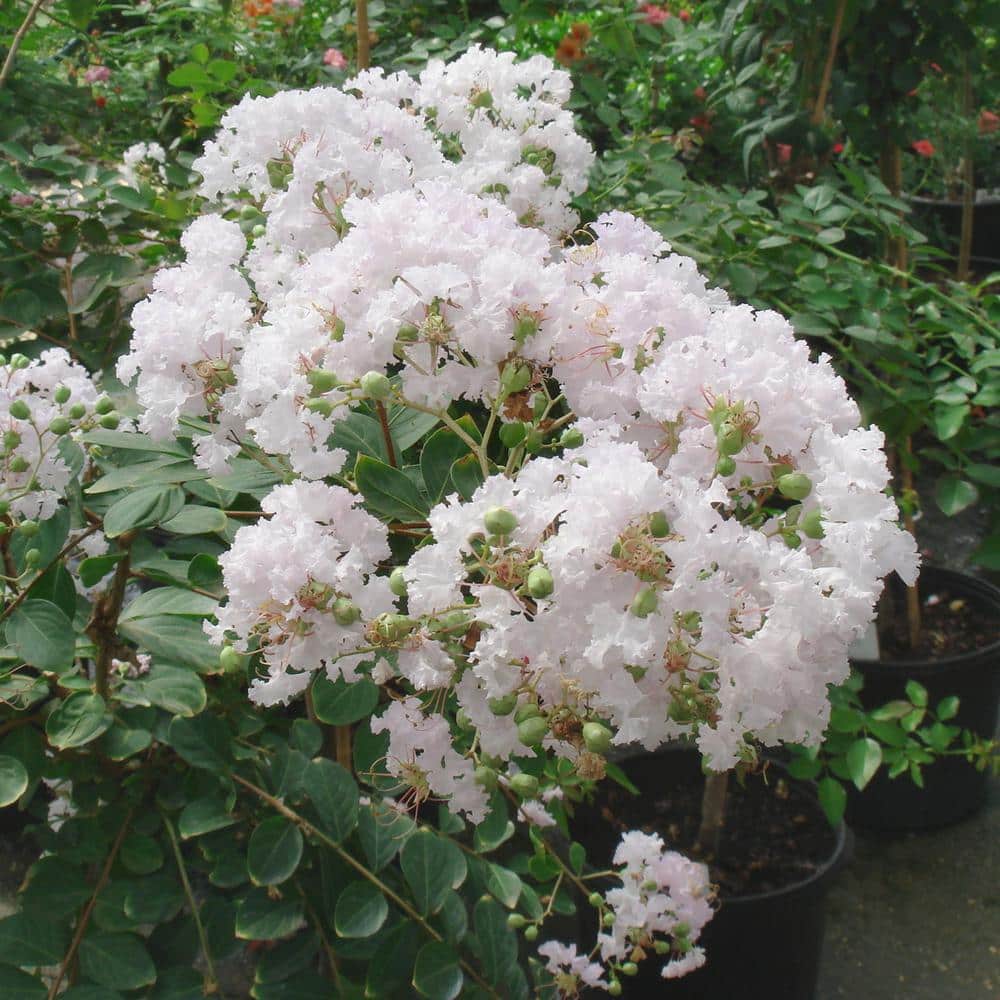 3 gal. Crape Myrtle Natchez Shrub with White Flowers - Hercitys