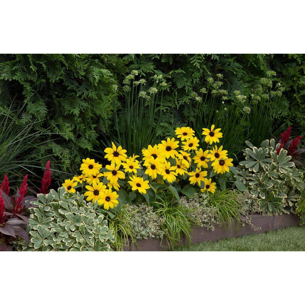 2 Qt. Sunfinity Yellow Sunflower Annual Plant (3-Pack) - Hercitys
