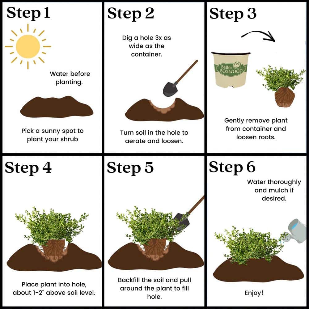 1 Gal. Babylon Beauty Boxwood Shrub - Hercitys