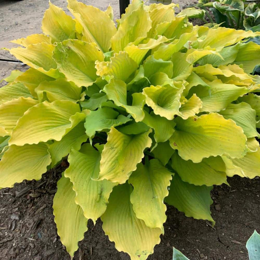 0.65 Gal. Shadowland Echo the Sun Hosta (Hosta Hybrid) Live Perennial Plant with Chartreuse Yellow Foliage - Hercitys