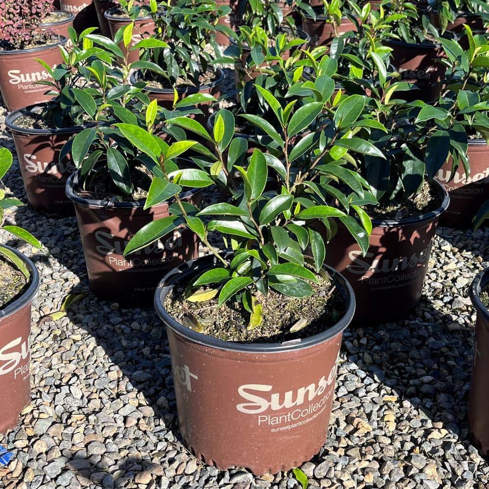 3 Gal. Stellar Ruby Magnolia Shrub Plant - Hercitys