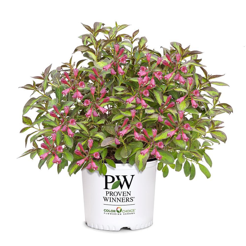 2 Gal. Vingo Verde Weigela Shrub with Pink Blooms - Hercitys