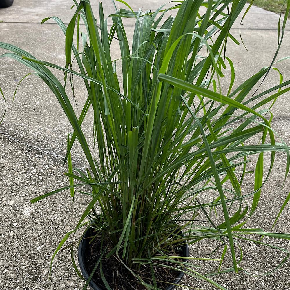 3 Gal. Lemon Grass Plant - Hercitys