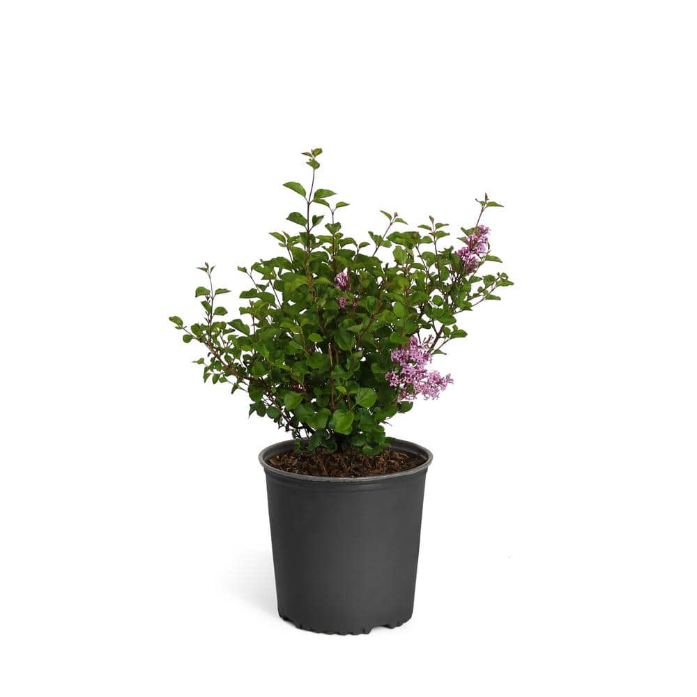 3 Gal. Miss Kim Lilac Flowering Shrub with Pink Blooms - Hercitys