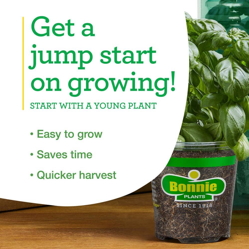 19 oz. Strawberry, Live Plant (2-Pack) - Hercitys