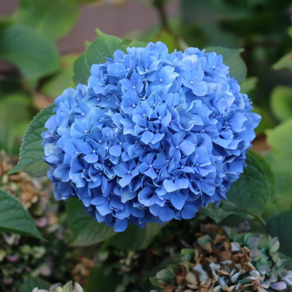 2.5 Qt. Nikko Blue Hydrangea Shrub with Blue Flowers - Hercitys