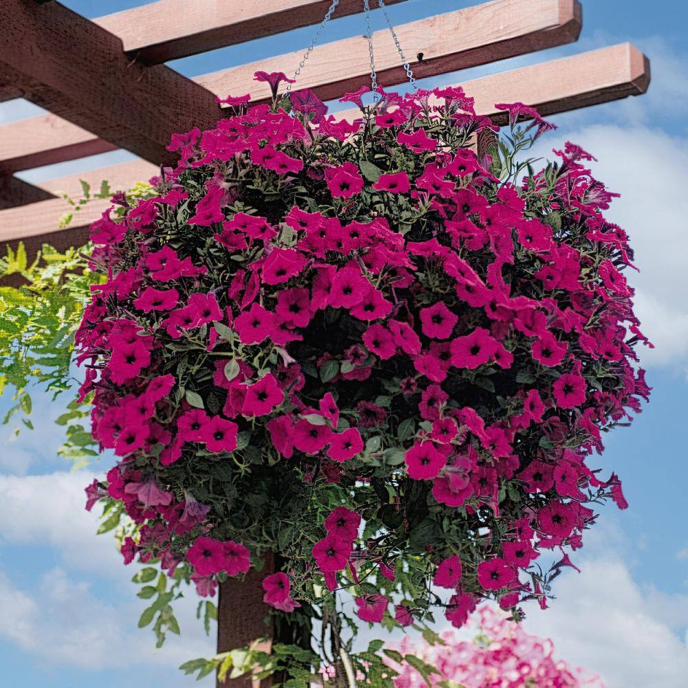 4 in. Purple Classic Wave Petunia Annual Plant with Purple Flowers (3-Pack) - Hercitys