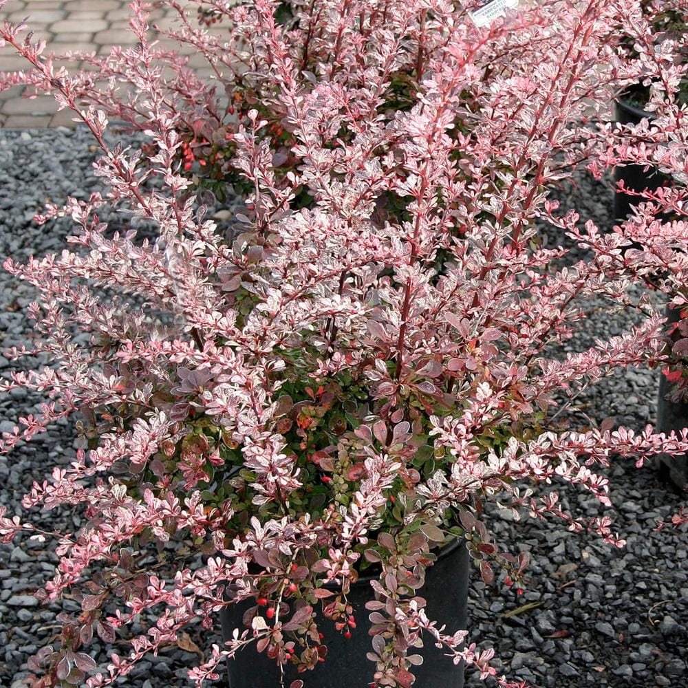 2.25 Gal. – Rose Glow Barberry Live Shrub with Deep Red, Purple Folliage and Pink Marbling - Hercitys