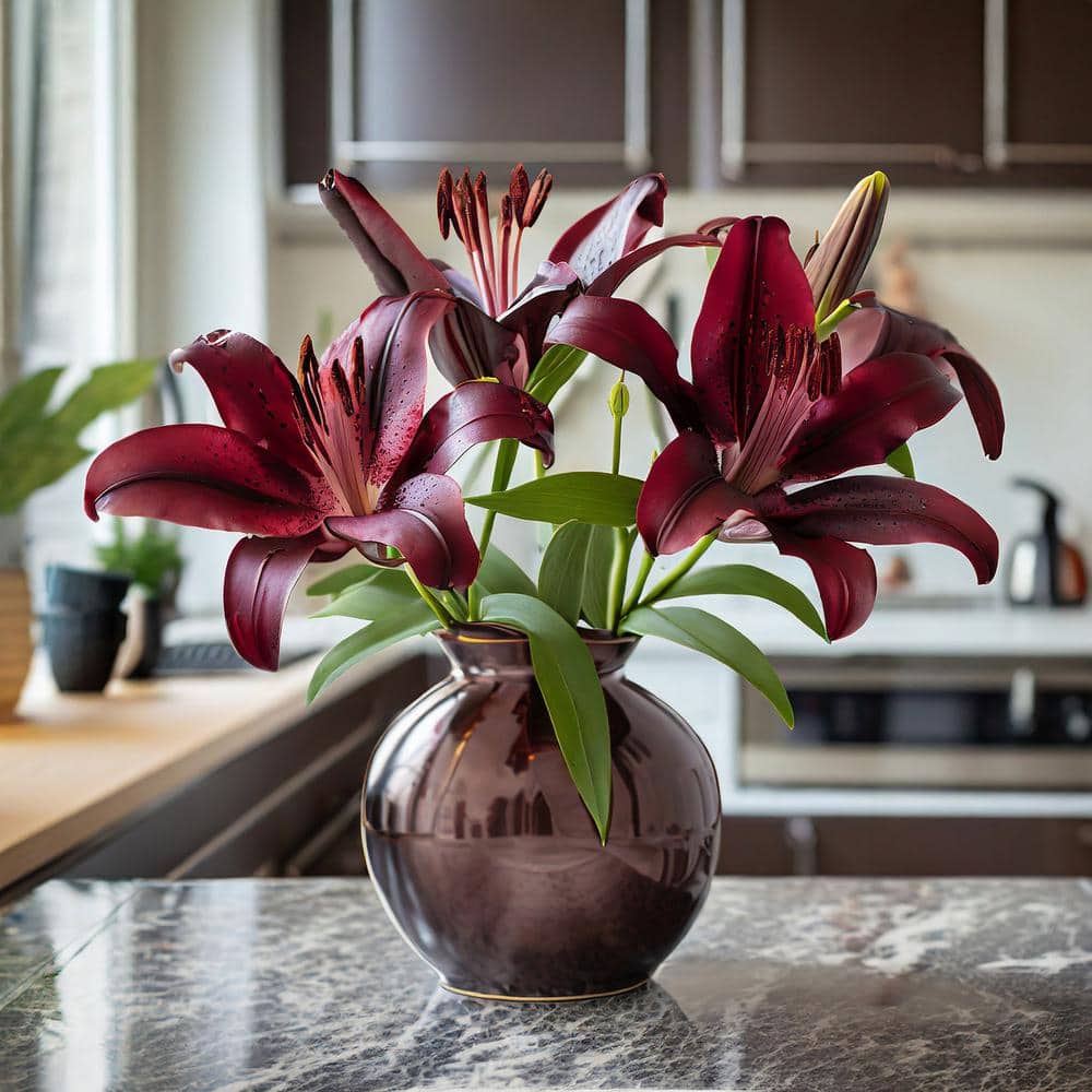 14 cm/16 cm, Nightrider Turkish Asiatic Lily Flower Bulbs (Bag of 8) - Hercitys