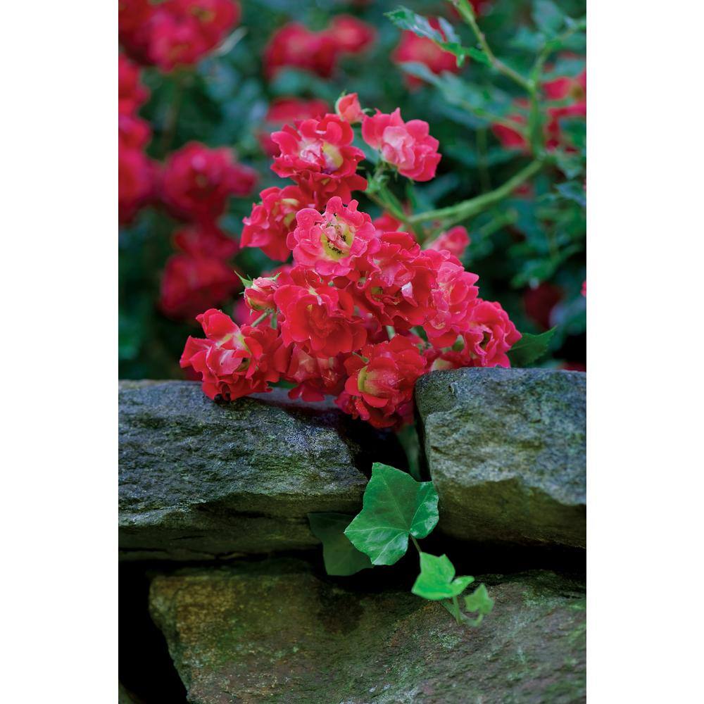 3 Gal. Red Drift Rose Bush with Red Flowers - Hercitys