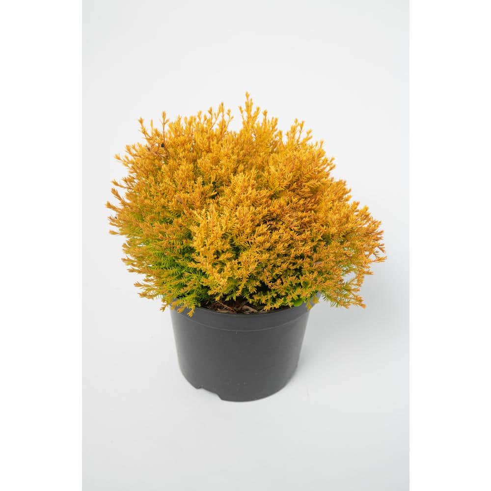 1 Gal. Rheingold Arborvitae Shrub with Coral Shaped Copper Colored Foliage - Hercitys