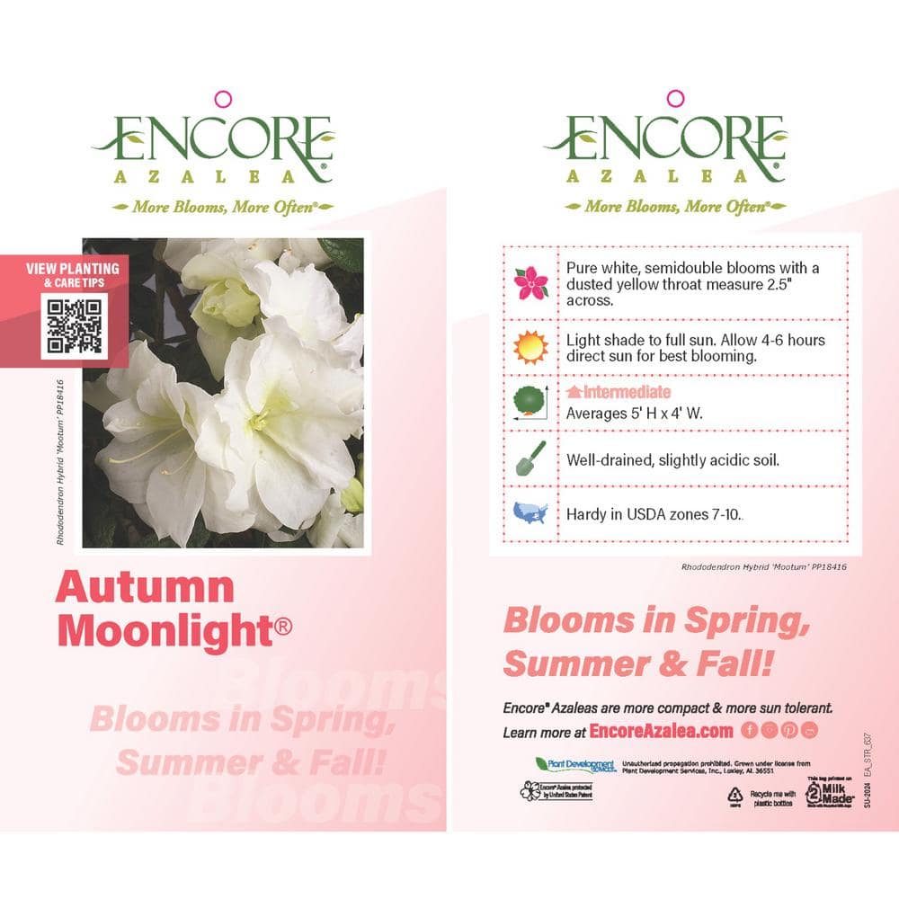 3 Gal. Autumn Moonlight Shrub with Crisp White Semi-double Reblooming Flowers - Hercitys