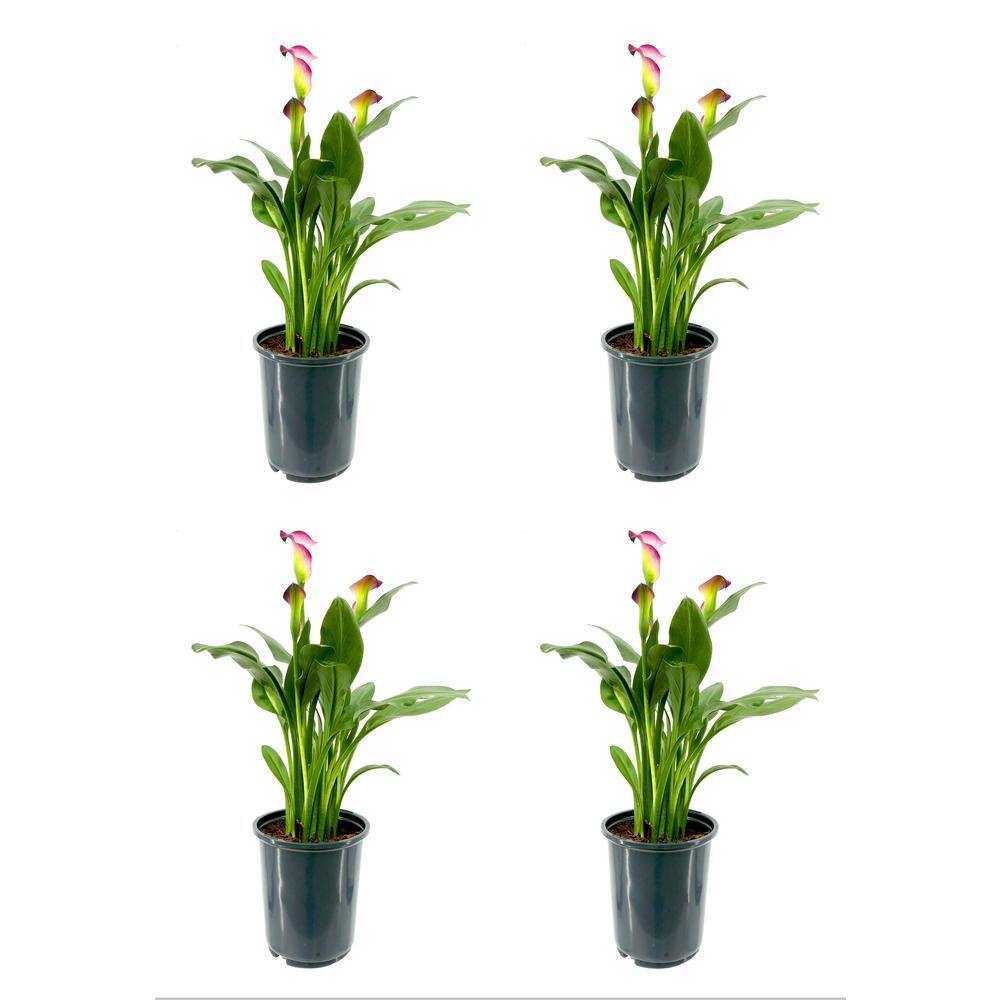 2.5 Qt. Perennial Calla Lily Pink (4-Pack) - Hercitys