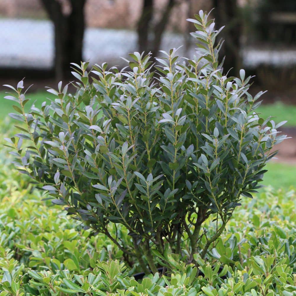 3 gal. Ilex Glabra Densa Shrub with White Flowers - Hercitys