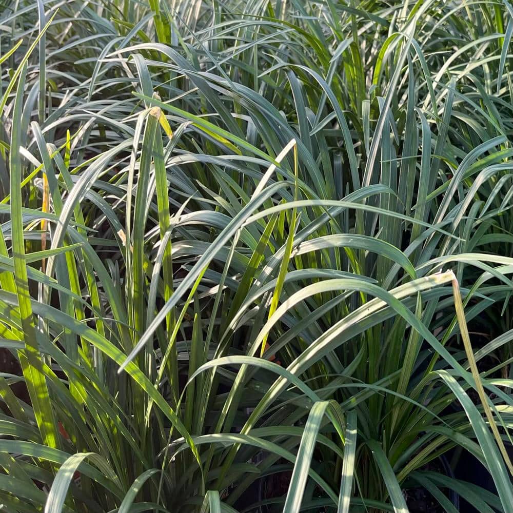 1 gal. Big Blue Lily Turf Plant - Hercitys