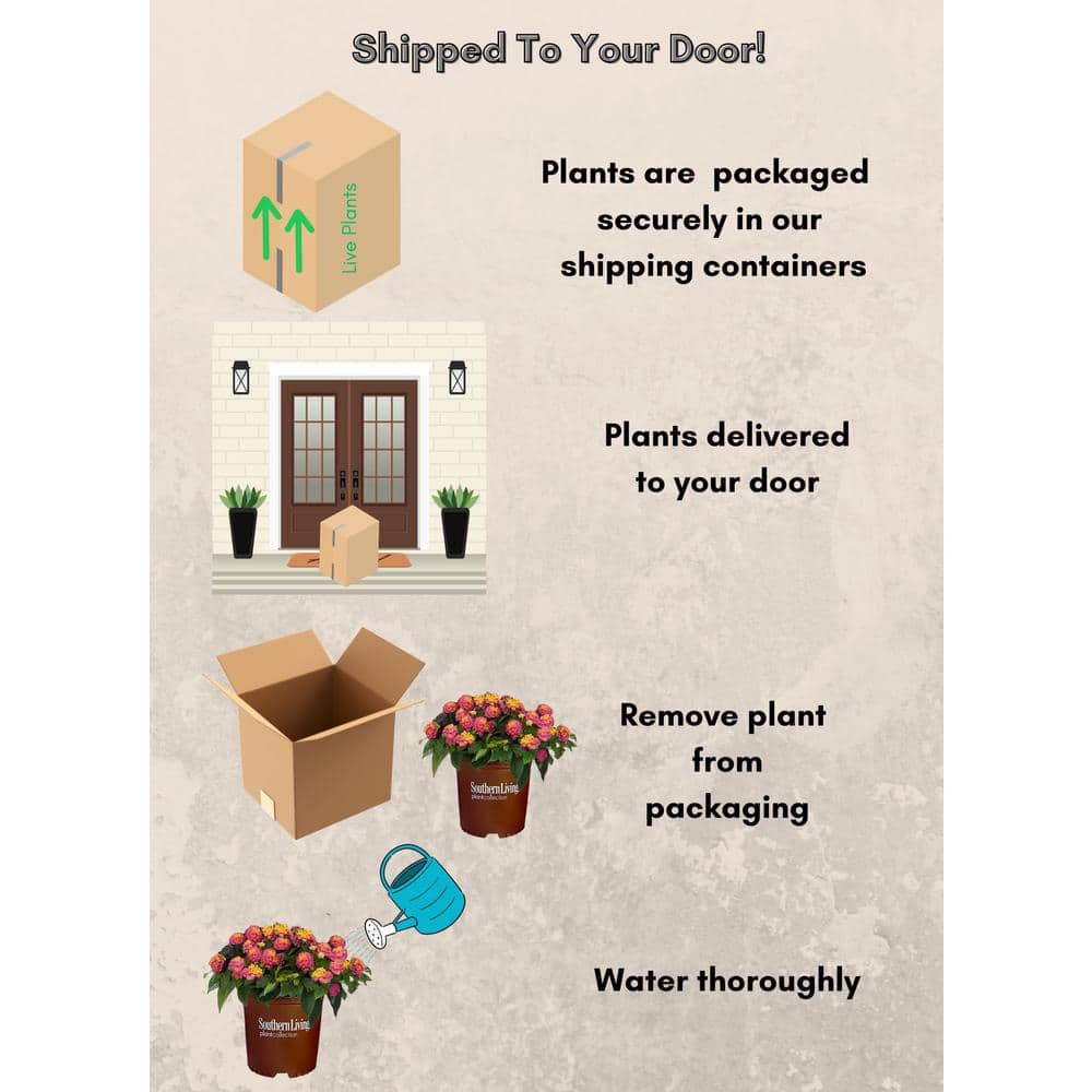 2.6 Qt. Hot Pink Little Lucky Lantana Plant with Pink and Yellow Blooms - Hercitys