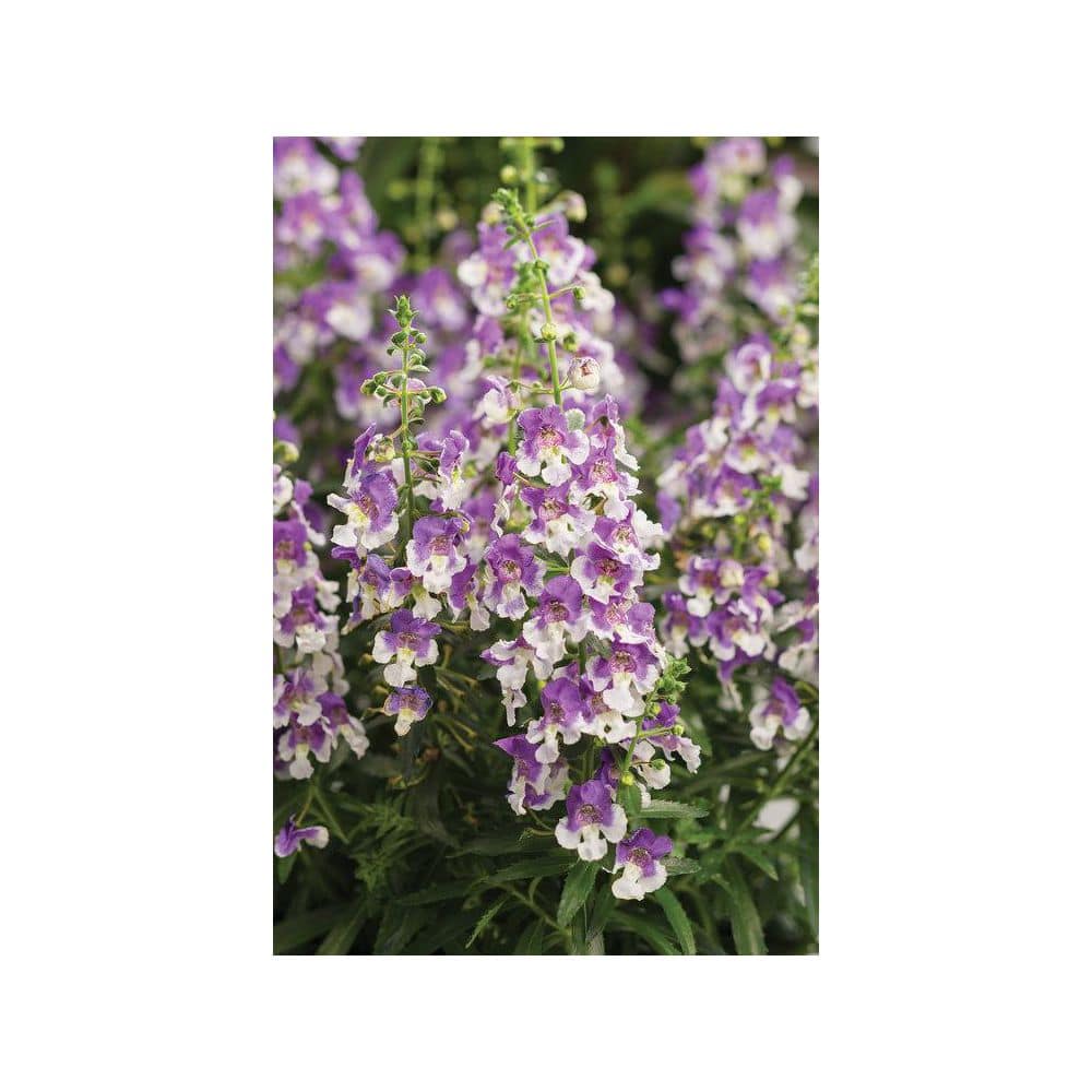4.25 in. Eco+Grande Angelface Wedgwood Blue Summer Snapdragon (Angelonia) Live Plants, Lavender and White Flowers 4-Pack - Hercitys