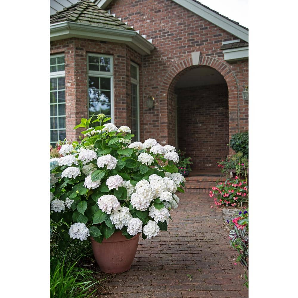 3 Gal. Blushing Bride Reblooming Hydrangea Flowering Shrub, White to Blush Pink Flowers - Hercitys