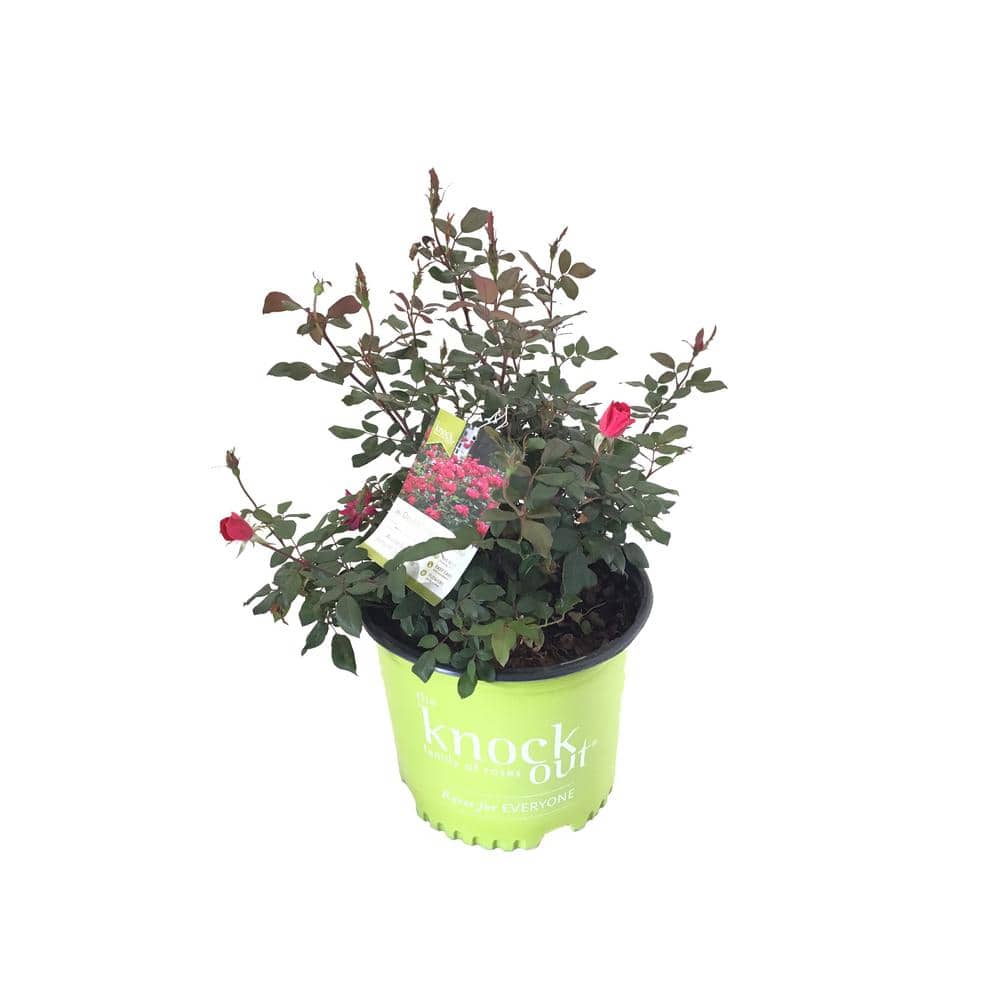 3 Gal. Red Double Knock Out Rose Bush with Red Flowers - Hercitys