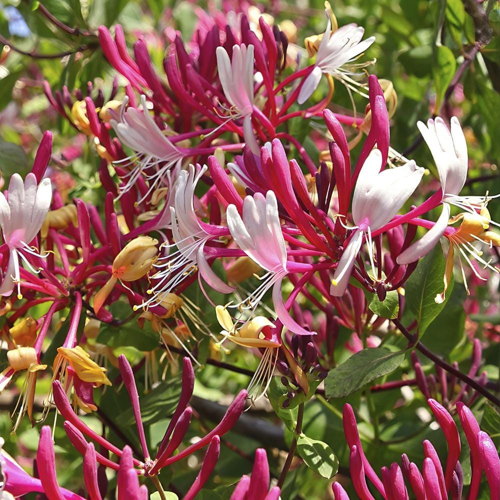 4 in. Honeysuckle Peaches and Cream Plant (3-Pack) - Hercitys