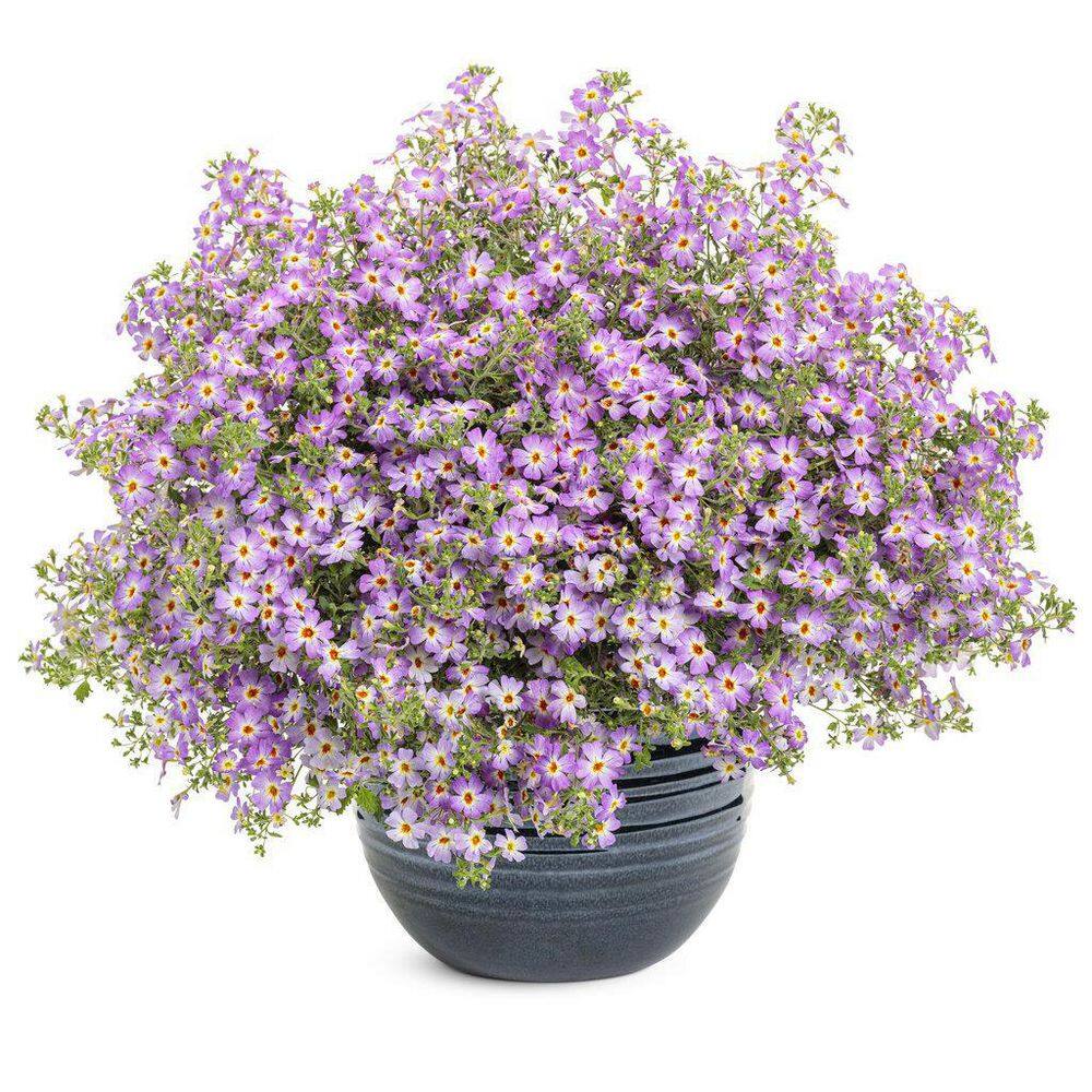 4.25 in. Eco+Grande Safari Sky (Jamesbrittenia) Live Plant, Purple Flowers (4-Pack) - Hercitys