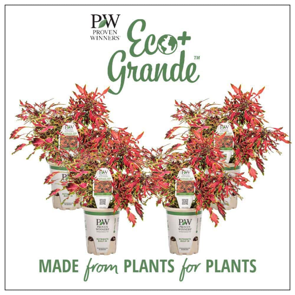 4.25 in. Eco+ Grande Colorblaze Mini Me Watermelon Coleus (Coleus Scutellarioides) Live Annual Plant 4-Pack - Hercitys
