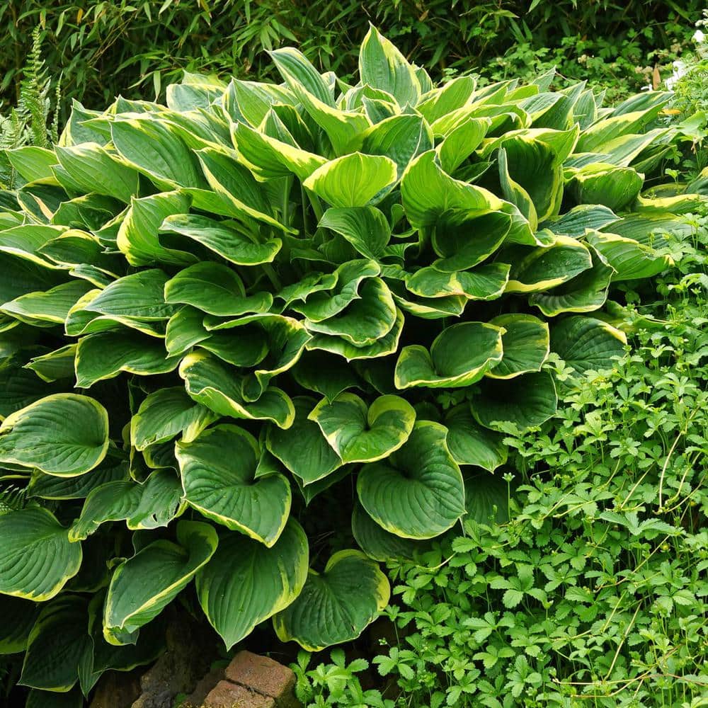 1 Gal. Pot, Aureo Marginata Hosta Potted Perennial Plant (1-Pack) - Hercitys