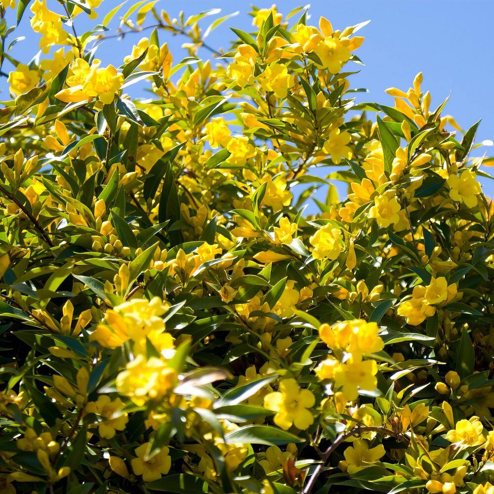 2.5 in. Carolina Jessamine Plant with Yellow Blooms (3-Pack) - Hercitys