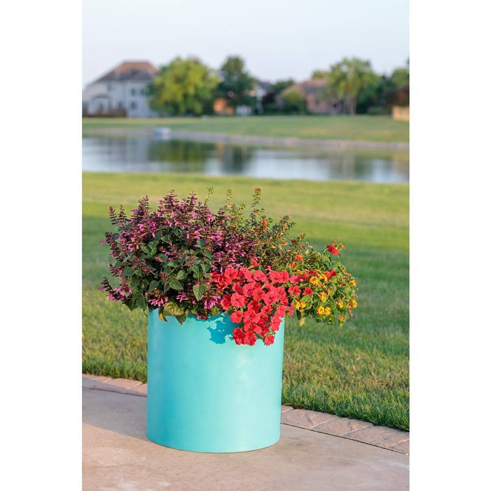 4.25 in. Really Red Supertunia (Petunia) Live Annual Plant (4-Pack) - Hercitys