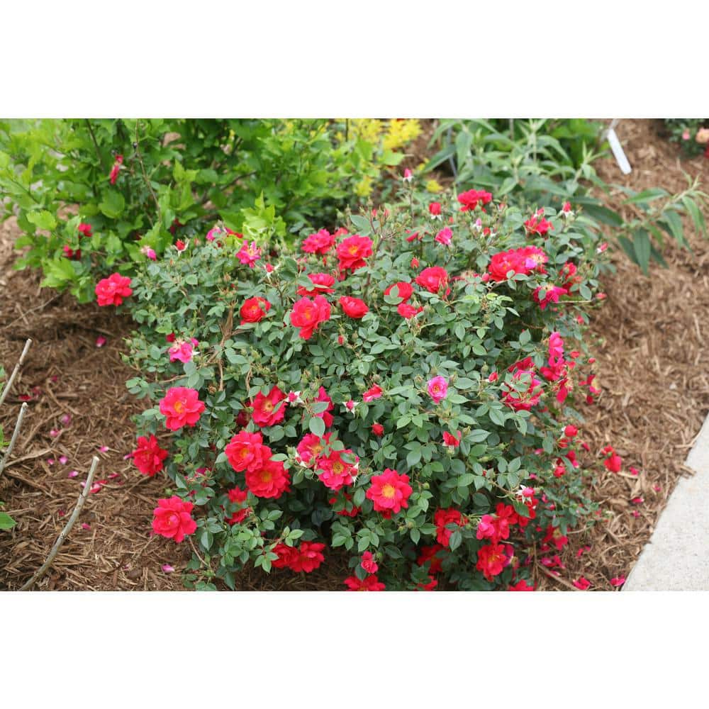 4.5 in. Quart Oso Easy Urban Legend Rose Rosa Live Plant, Red Flowers - Hercitys