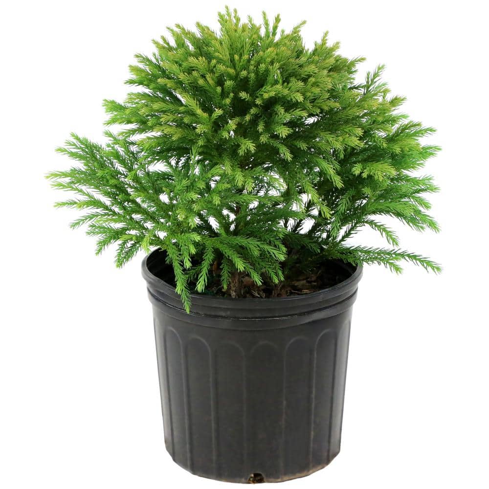 2.25 Gal. Cryptomeria Globosa Nana Shrub - Hercitys