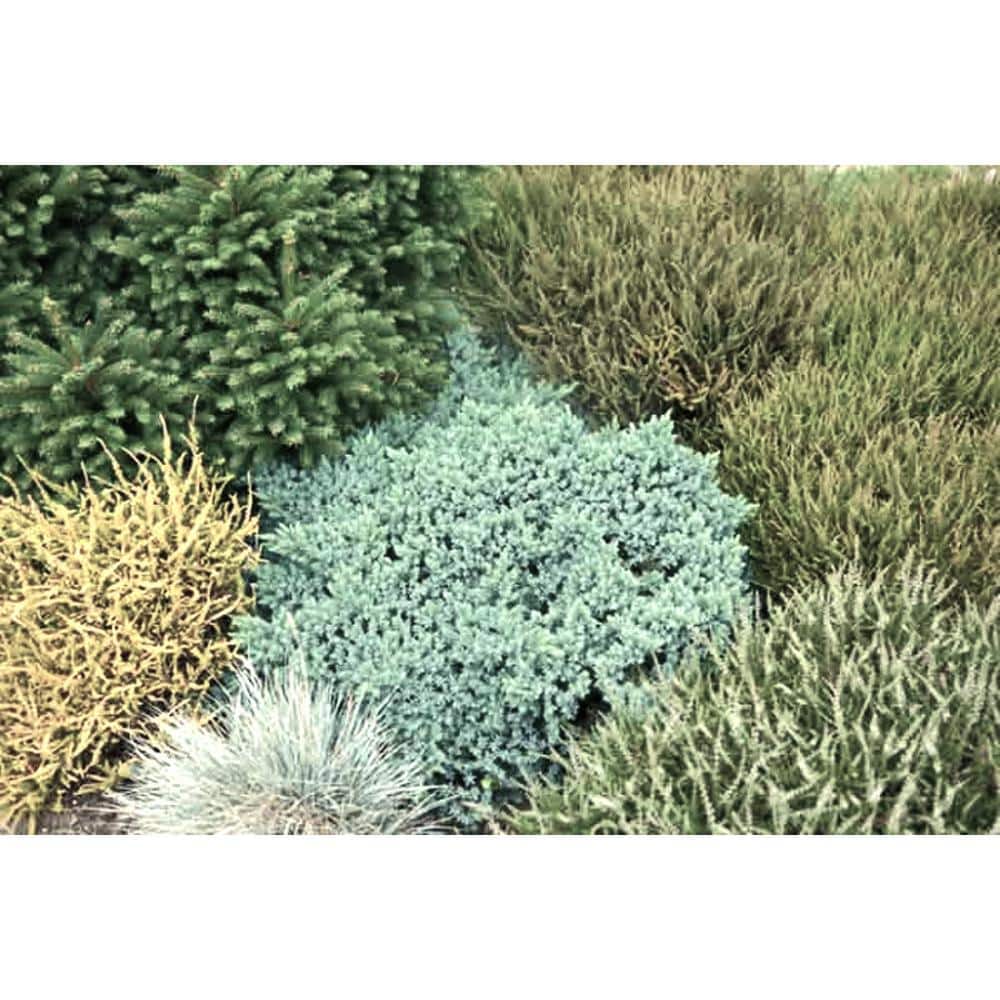 2.5 Qt. – Blue Star Juniper Live Shrub with Icy Blue Folliage - Hercitys