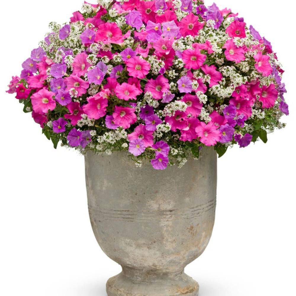 4.25 in. Eco+ Grande Supertunia Giant Pink (Petunia Hybrid) Live Annual Plant with Pink Flowers 4-Pack - Hercitys