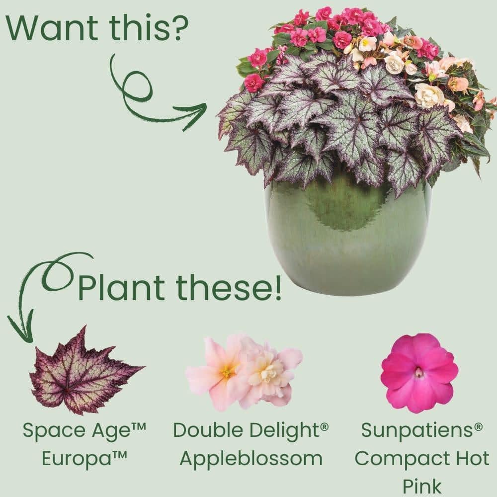 4.25 in. Eco+ Grande Space Age Europa Begonia (Begonia rex) Live Annual Plant with Black and Silver Foliage 4-Pack - Hercitys