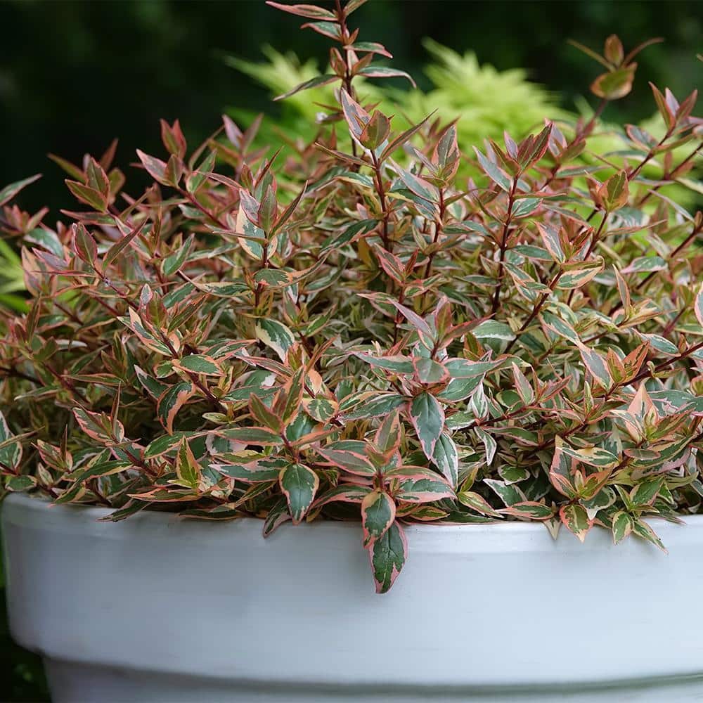2 Gal. Tres Amigos Abelia Shrub - Hercitys