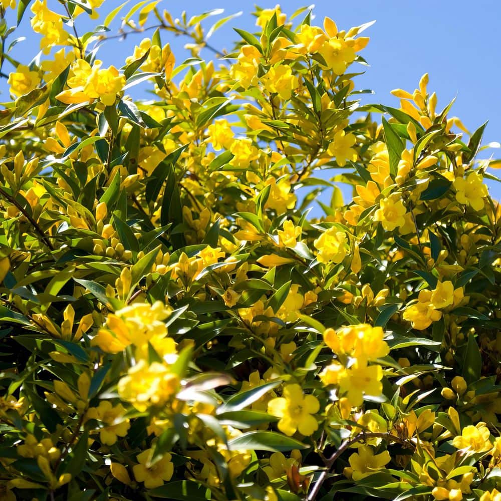 1 gal. Carolina Jessamine Plant with Yellow Flowers - Hercitys