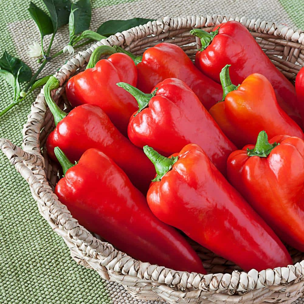 25 oz. Carmen Italian Sweet Pepper Plant (2-Pack) - Hercitys