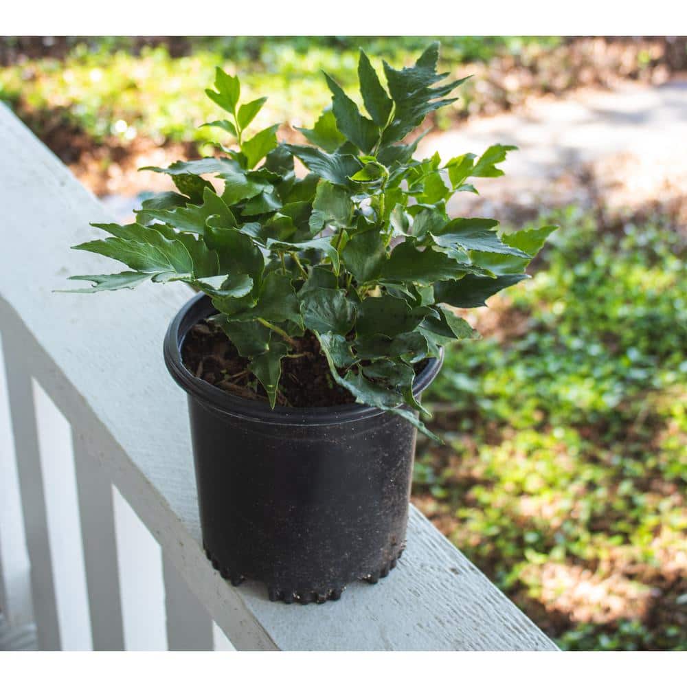 2 QT. Holly Fern (Cyrtomium Falcatum) Garden Perennial Shrub Plant in Grower Pot - Hercitys
