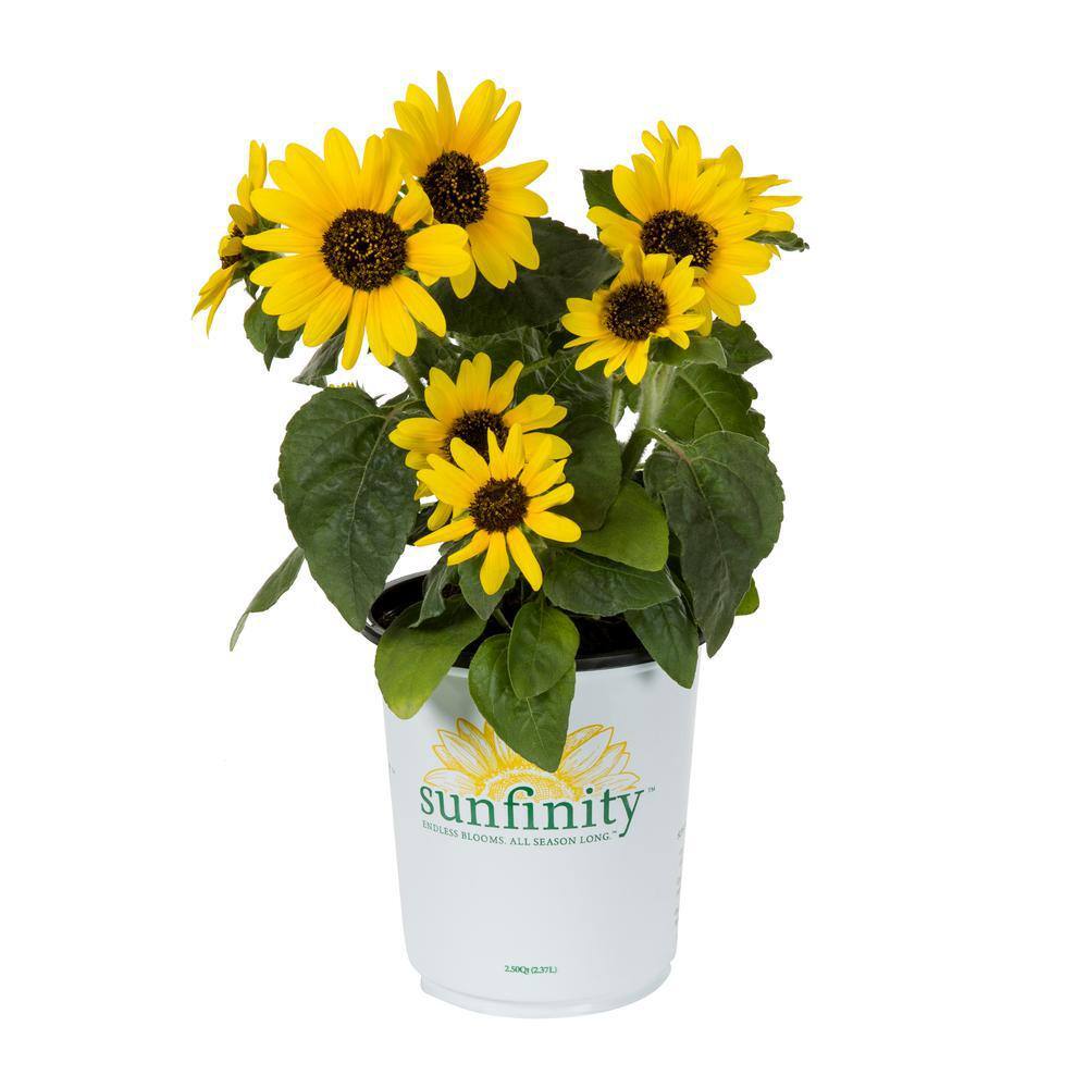 2 Qt. Sunfinity Yellow Sunflower Annual Plant (3-Pack) - Hercitys