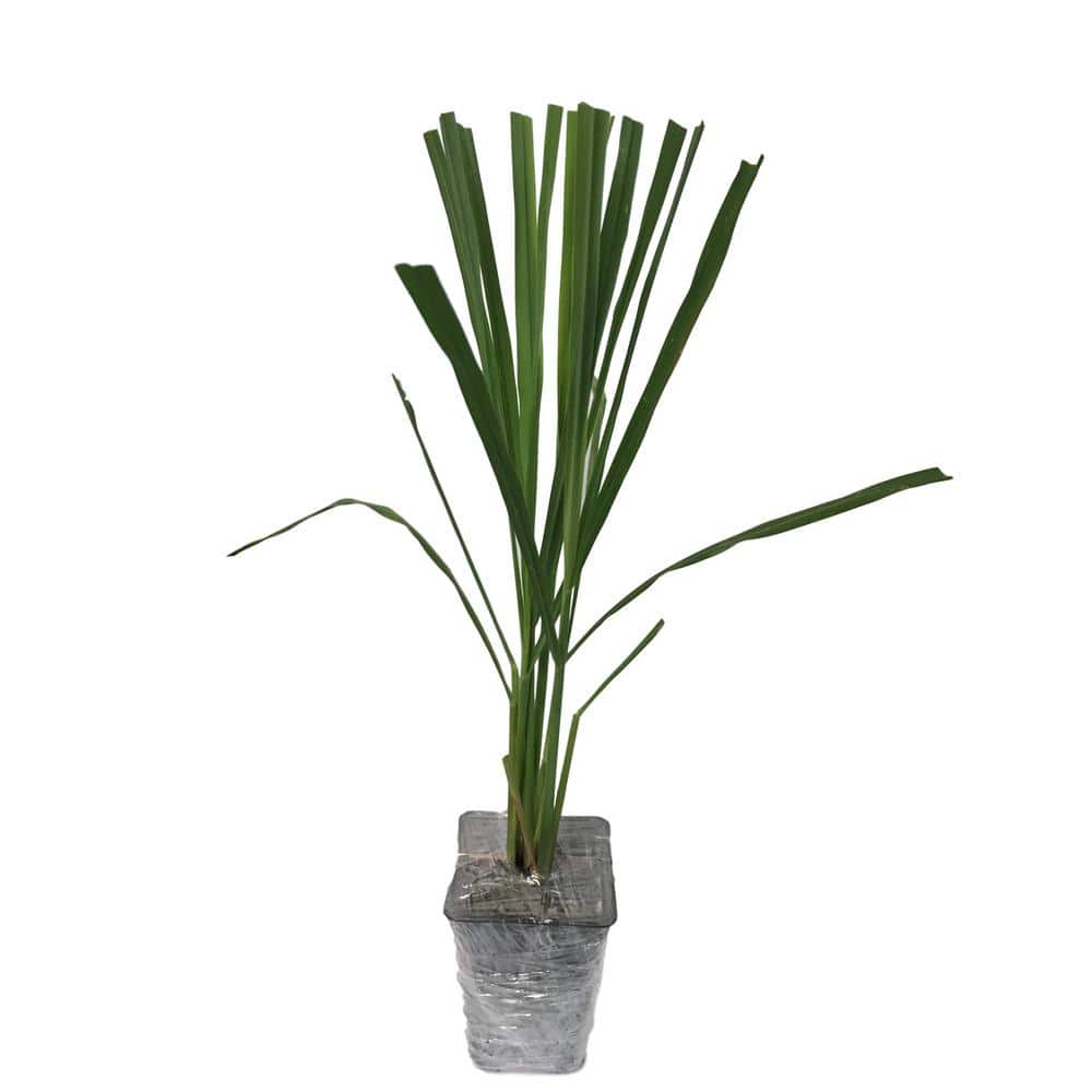 3-Lemongrass Plants in 3-Seperate 2.25 in. Pots - Hercitys