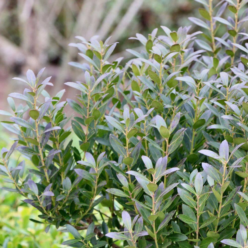 3 gal. Ilex Glabra Densa Shrub with White Flowers - Hercitys