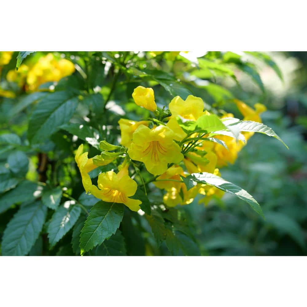 4.5 in. Quartz Chicklet Gold Esperanza (Tecoma Stans) Live Flowering Shrub with Yellow Flowers - Hercitys