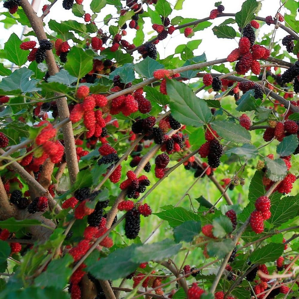 4 in. Dwarf Mulberry Mojo Plant (3-Pack) - Hercitys