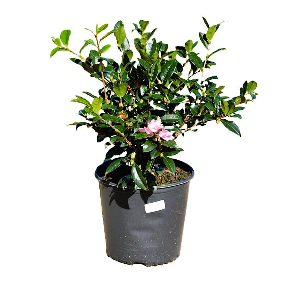 3 Gal. Camellia x sasanqua Z6’Winter’s Star’ with light pink blooms - Hercitys