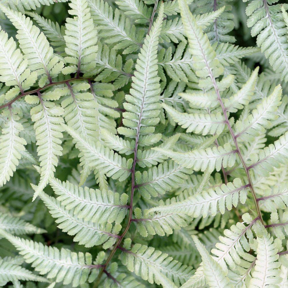 5.5 in. Pearly White Painted Fern Plant - Hercitys